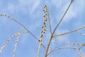 A weeping willow opens its buds against the blue sky in early spring Royalty Free Stock Photo