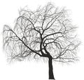 Weeping Willow ornamental tree Royalty Free Stock Photo