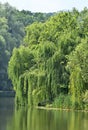 Weeping willow over lake Royalty Free Stock Photo