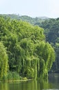 Weeping willow over lake Royalty Free Stock Photo