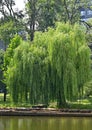 Weeping willow over lake Royalty Free Stock Photo