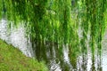 Weeping willow over lake Royalty Free Stock Photo
