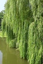 Weeping willow over lake Royalty Free Stock Photo