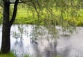 Weeping willow over river