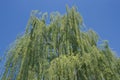 Weeping willow plant, bottom view Royalty Free Stock Photo