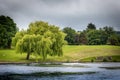 Weeping Willow