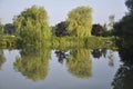 Weeping willow reflections in a water impoundment on the Kennet and Avon canal in Wiltshire UK Royalty Free Stock Photo