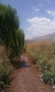 Weeping willow and river