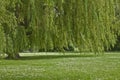 Weeping willow on the riverbank spring day Royalty Free Stock Photo