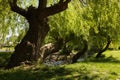 Weeping willow on the Saale Royalty Free Stock Photo