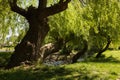 Weeping willow on the Saale