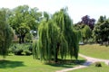 Weeping willow or Salix babylonica tall old tree with dense fresh green leaves surrounded with grass and other trees