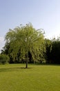 Weeping Willow, salix babylonica, Normandy