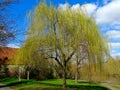 A Weeping Willow tree. An ornamental tree for gardens and parks. Royalty Free Stock Photo