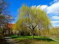 A Weeping Willow tree. An ornamental tree for gardens and parks. Royalty Free Stock Photo