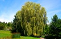 A Weeping Willow tree. An ornamental tree for gardens and parks. Royalty Free Stock Photo