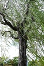 Weeping Willow ( Salix babylonica ) tree. Salicaceae Dioecious deciduous tree.