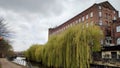 Weeping Willow (Salix x supulcralis), St James Mill, Norwich, Norfolk, England, UK