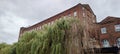 Weeping Willow (Salix x supulcralis), St James Mill, Norwich, Nofolk, England, UK Royalty Free Stock Photo