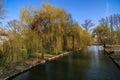 Weeping willow on the shore of a lake