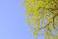 Weeping willow. Spring Day Royalty Free Stock Photo