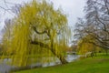Weeping willow on the Stadsgracht in Kampen Royalty Free Stock Photo