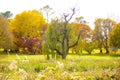 A weeping willow stands alone