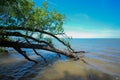 Weeping willow. Summer landscape tree fallen in the water. Blue glare from the sky on the surface of the water