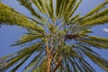 Weeping willow tree Royalty Free Stock Photo