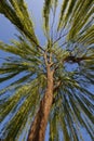 Weeping willow tree Royalty Free Stock Photo