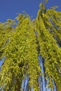 Weeping willow tree Royalty Free Stock Photo