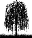 Weeping willow tree Royalty Free Stock Photo