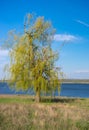Weeping willow tree against blue cloudless sky on a Dnipro riverside in central Ukraine at spring season