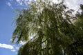 Weeping willow tree against blue sky with sunlight through branches Royalty Free Stock Photo