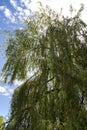Weeping willow tree against blue sky with sunlight through branches Royalty Free Stock Photo