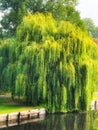 Weeping Willow Tree in all its beauty Royalty Free Stock Photo