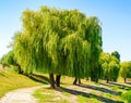 Weeping willow tree also known as Babylon willow or salix babylonica Royalty Free Stock Photo