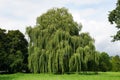 Weeping willow tree Royalty Free Stock Photo