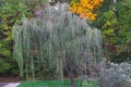 Weeping Willow Tree amongst Autum Leaves