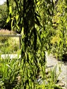 Weeping Willow Tree, Artistically Hanging, Northumberland UK Royalty Free Stock Photo