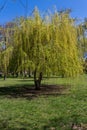 Weeping willow tree or Babylon willow Salix Babylonica in a park Royalty Free Stock Photo
