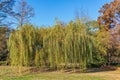 Weeping willow tree or Babylon willow Salix Babylonica in a park Royalty Free Stock Photo