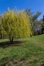 Weeping willow tree or Babylon willow Salix Babylonica in a park Royalty Free Stock Photo