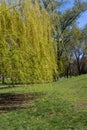 Weeping willow tree or Babylon willow Salix Babylonica in park Royalty Free Stock Photo