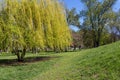 Weeping willow tree or Babylon willow Salix Babylonica in park Royalty Free Stock Photo