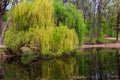 Weeping willow tree or Babylon willow (Salix Babylonica) on shore of lake