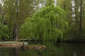 Weeping willow tree or Babylon willow (Salix Babylonica) on a shore of lake