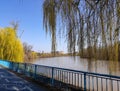 Weeping Willow tree on the bank of Mures river  and a bicycle trail - Arad, Romania Royalty Free Stock Photo