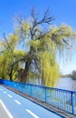 Weeping Willow tree on the bank of Mures river  and a bicycle trail- Arad, Romania Royalty Free Stock Photo