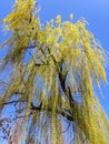 Weeping Willow tree Royalty Free Stock Photo